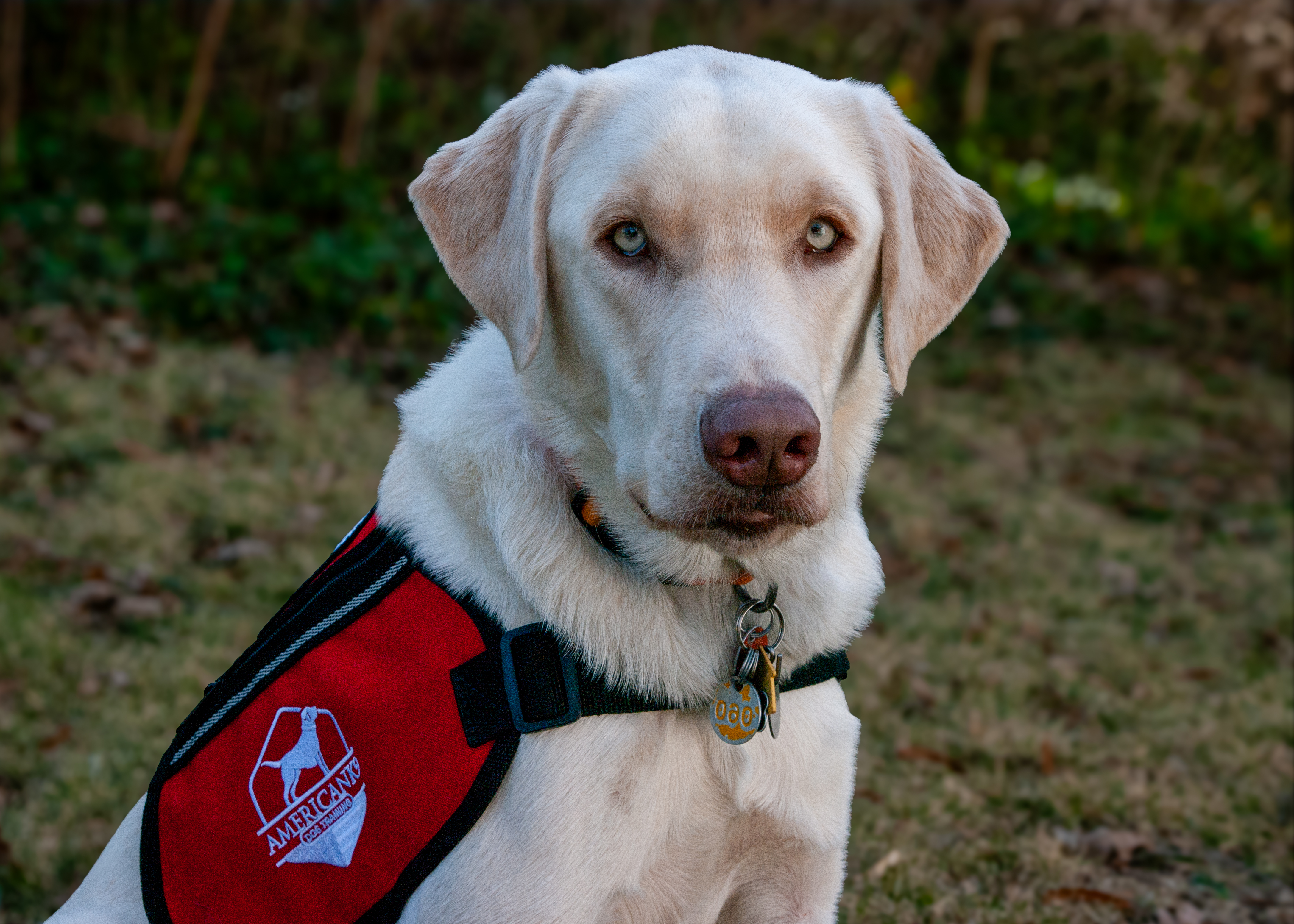 Service Dog Photo